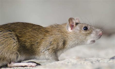 common rat scientific name